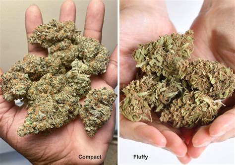 How to avoid fluffy, loose and airy buds